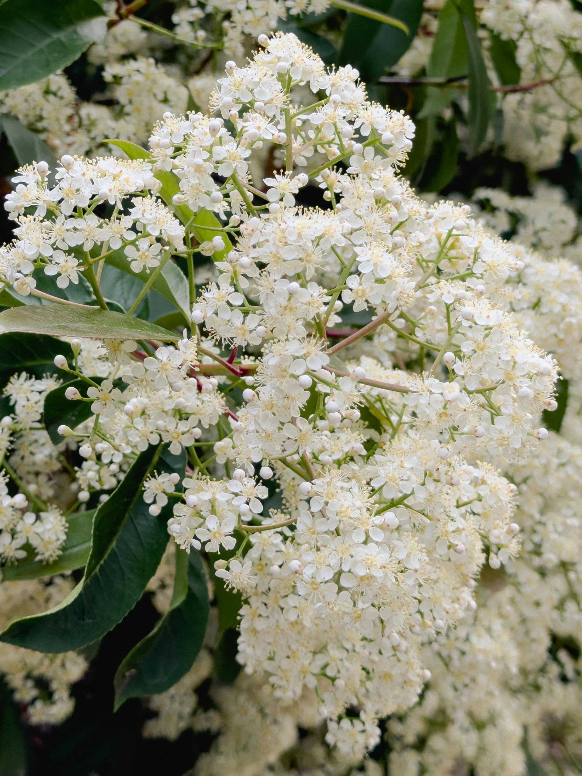 Homemade Elderflower Cordial